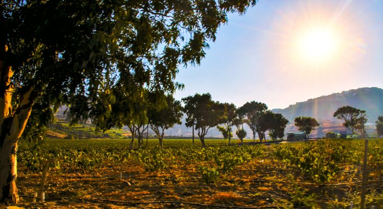 A Timeless Vineyard Heritage – Santorini Wines