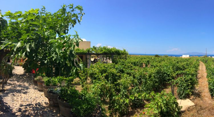 Become a Farmer for a Day – Santorini Vineyards – Family Activities in Santorini